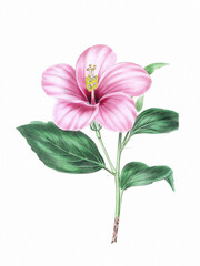 Flower illustration on a white background