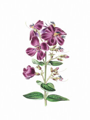 Fototapeta na wymiar Flower illustration on a white background