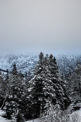 Vertical shot of snowy trees growing against a mountain range under a cloudy sky