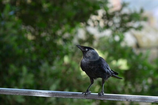 Western jackdaw (Coloeus monedula) perched on the wire outdoors