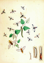 Vintage illustration of butterflies for a biology literature