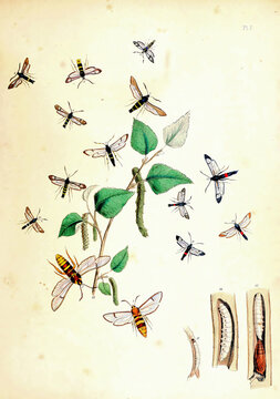Vintage illustration of butterflies for a biology literature