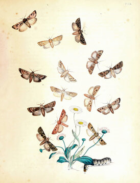 Vintage illustration of butterflies for a biology literature