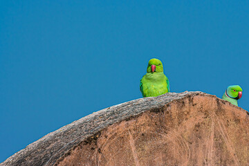 A hen and male Indian ringed parrot are sitting on a stone wall of an ancient fort. Ths parakeet is...