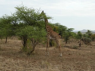 Maasai giraffe ( Giraffe tippelskirchi ) near an acacia tree in Serengeti National park, Tanzania