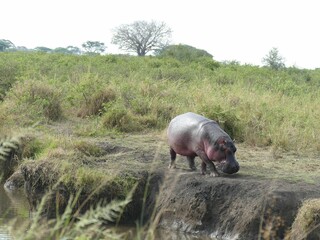 Huge hippopotamus (Hippopotamus amphibius) Serengeti National park, Tanzania, Africa