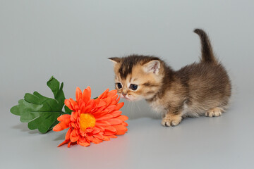 Small  Scottish kitten sniffs a flower