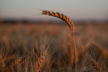 Shallow focus shot of Ripe wheat spike with blue field