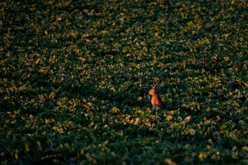 Obraz premium European rabbit in the middle of a green rape plant field with sunlight