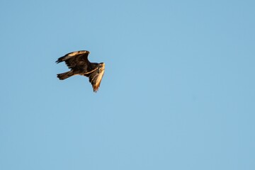 Beautiful view of a Common buzzard flying in the blue sky