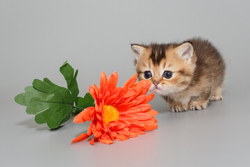 Small  Scottish kitten sniffs a flower