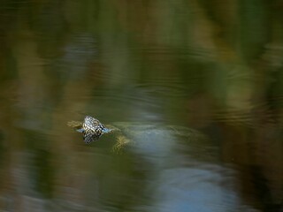 Aquatic tortoise swimming in the water