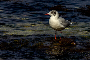 Seagull stand on a rock near the ocean surf in the water. The black-headed gull (Chroicocephalus ridibundus) lives in grassland, wetland and marine coastal in Europe and east coast of America.