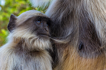 Little cute baby langur sucking mother's nipple. Bengal sacred langur (Semnopithecus entellus,...