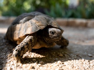 Close-up shot of a Hermann's tortoise on the ground