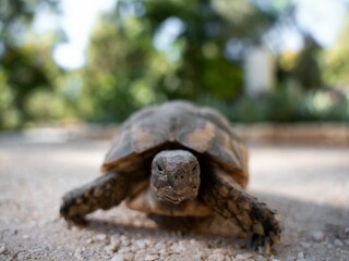 Close-up shot of a Hermann's tortoise on the ground