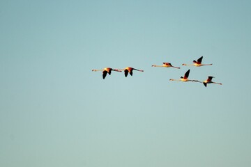 Flock of herons flying through a blue sky