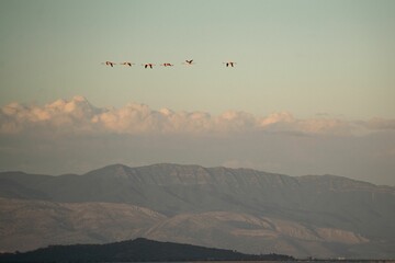 Fototapeta na wymiar Flock of herons flying through a blue sky