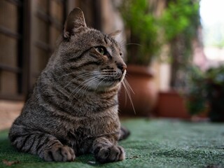 Cat lying down on the ground near potted plants