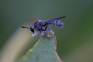 Macro shot of a Robber fly sitting on a plant on an isolated background