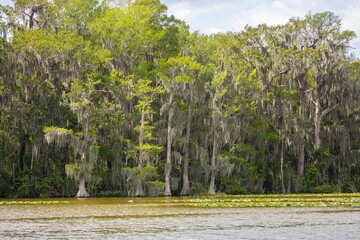 Treeline of bald cypress (taxodium distichum) covered with moss on a shoreline leaned over a water