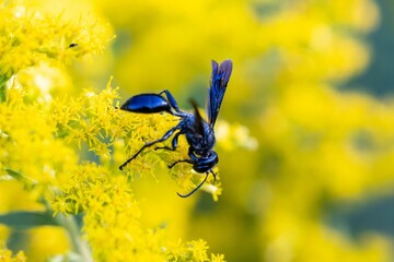 Closeup shot of an insect on the flower