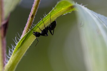 Closeup shot of a ants on the plant - Powered by Adobe