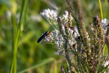 Closeup shot of an insect on the plant