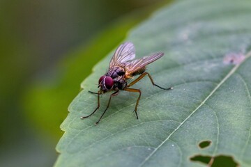 Closeup shot of a fly on the leaf