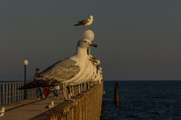 A group of several seagulls or gulls stand in a row on a seaside railing at golden hour near the...