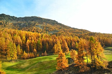 Naklejka premium Image of mountains covered by orange pine trees during the autumn.