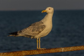 Portrait of a gull or seagull standing on a seaside railing at golden hour near the ocean at sunset or sunrise with water on the horizon. It's Caspian gull (Larus cachinnans).