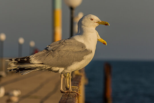 Portrait of a gull or seagull standing on a seaside railing at golden hour near the ocean at sunset or sunrise with water on the horizon. It's Caspian gull (Larus cachinnans).