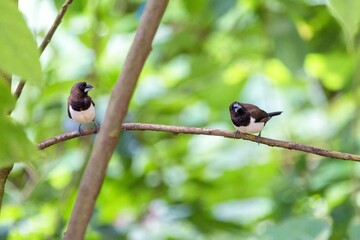 Closeup of two Javan munias, Lonchura leucogastroides.