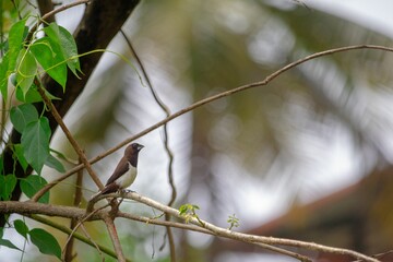 Closeup of a Javan munia, Lonchura leucogastroides.