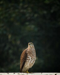 Vertical closeup of a Shikra juvenile, Accipiter badius with brown plumage on a blurred background