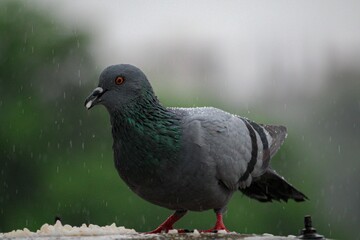 Closeup of a wild pigeon eating rice in the rain
