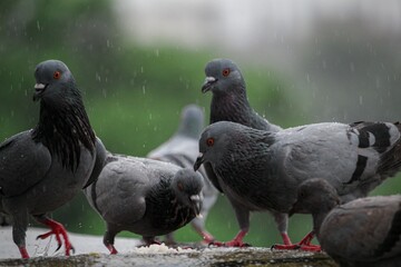 Wild pigeons perched on the wet rock at the rain