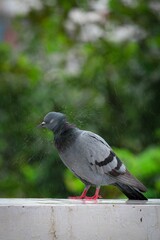 Vertical shot of a wild pigeon shaking the raindrops out of the feathers