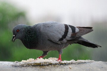 Closeup of a Feral pigeon, Columba livia domestica getting wet from the rain drops