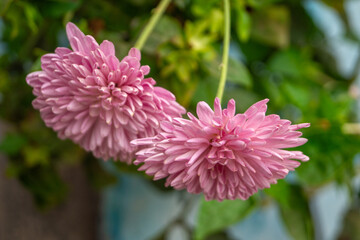 Fototapeta premium Vibrant chrysanthemum or guldaudi flower photo capturing nature's beauty with intricate petals, vivid hues, and a mesmerizing display of floral elegance.