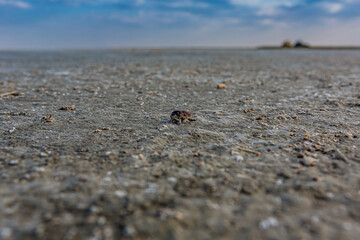 A dead dung beetle lies on the surface of the salt marsh of the saline Bulukhta (Volgograd region, Russia). Salt lake is deadly to insects and other wild animals.