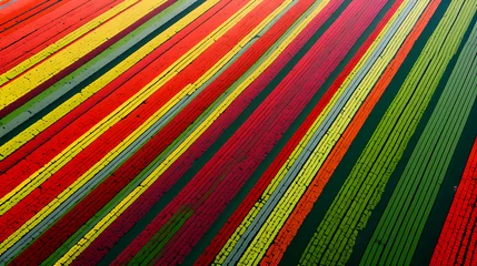  View from above of flowers growing in farmland in spring © Derby
