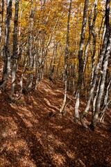 Vertical shot of autumn trees in the forest of Valia Kalda in Epirus, northern Greece