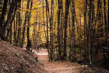 Scenic view of autumn trees in the forest of Valia Kalda in Epirus, northern Greece