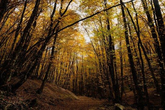 Scenic view of autumn trees in the forest of Valia Kalda in Epirus, northern Greece