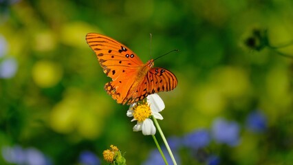 Closeup shot of a beautiful orange butterfly on a white flower
