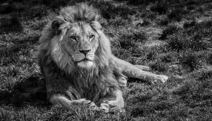 Grayscale of a lion laying in the field