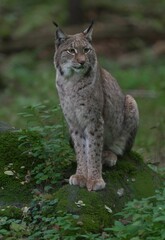 Vertical shot of a Eurasian lynx on the mossy rock