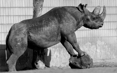Closeup grayscale of a rhino standing on a stone with two legs in a wildlife park